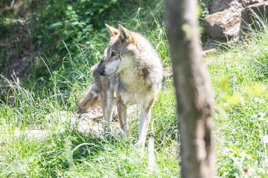 Wolf hunting in the forest, Italian Alps. Canis Lupus, free in the wild nature.