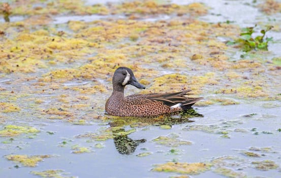 Blue Winged Teal in a Quiet Pond in Brazos Bend State Park in Texas