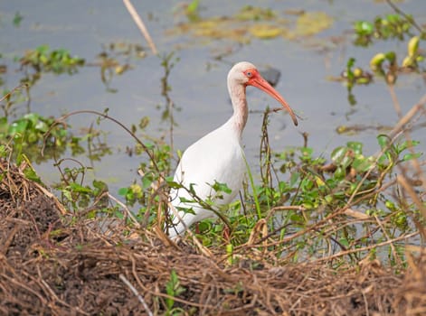White Ibis on a Wetland Shore in Brazos Bend State Park in Texas