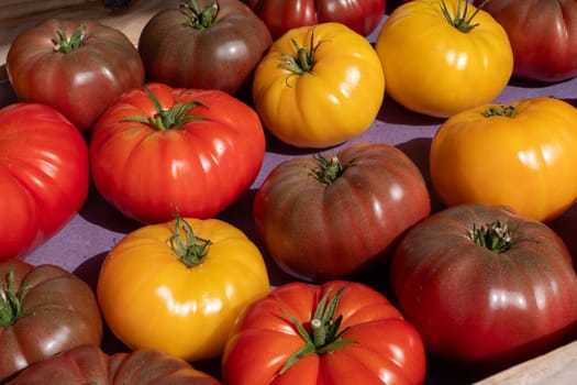 A bunch of tomatoes in various colors, including red, yellow, and brown. Concept of abundance and variety, as the different colors of the tomatoes create a visually appealing and diverse display
