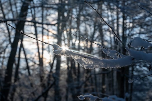 Small snow-covered branches in a forest in the evening light