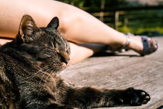 Brown tabby cat lounges on a deck in the sun, with its owner nearby. The scene is peaceful, with the cat's eyes closed in contentment