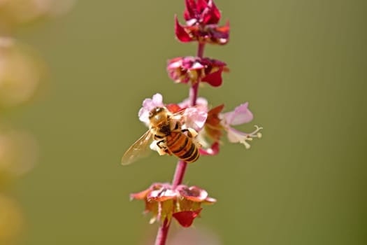 honey bee on a flower of an African basil  in summer in Germany