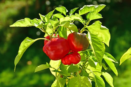 red ripe peppers on a plant