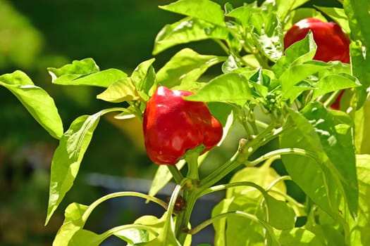 red ripe pepper on a plant