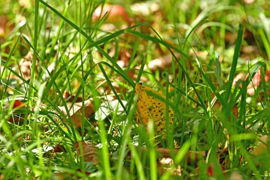 autumnal colored leaf hidden in a green meadow
