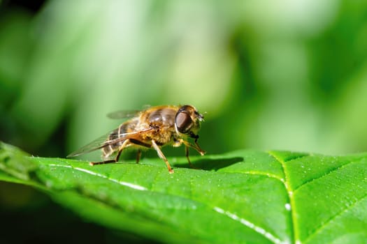 Macro shot of a hoverfly on a green leaf in nature