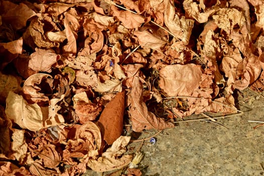 autumnal colored leaves on a way