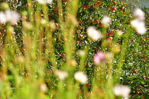 ripes apple on a tree, view through flowers