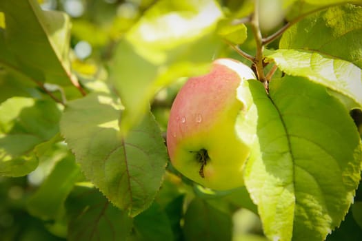 A vibrant, red apple is hanging on a branch, beautifully framed by lush, green leaves surrounding it