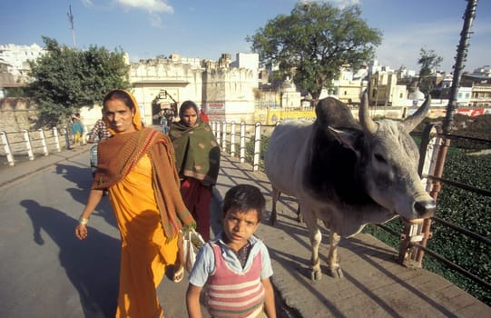 People and a Holi Cow in the Town of Udaipur in the Province of Rajasthan in India.  India, Udaipur, January, 1998