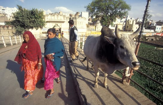 People and a Holi Cow in the Town of Udaipur in the Province of Rajasthan in India.  India, Udaipur, January, 1998