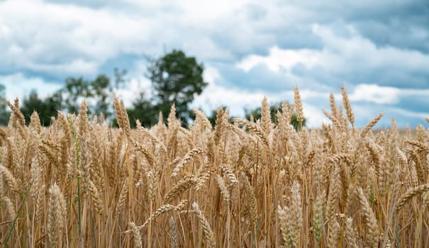 Field with cultivated wheat in Germany, harvest in the summer, agriculture for food, farmland on the countryside
