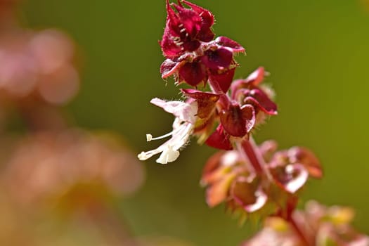 basil flower of African blue basil