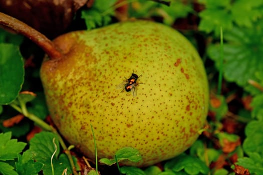blow fly on a fallen ripe pear