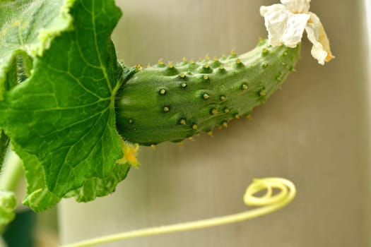 growing cucumber with a climber hook in a closeup