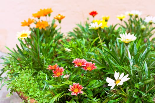 multicolored flowerbed on a street. horizontal shot. small GRIP