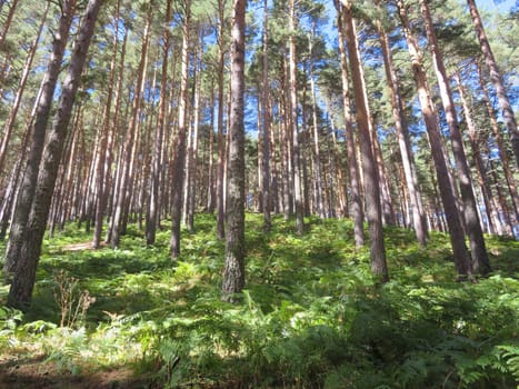 beautiful forest of ancient pine trees, pine cones, resin, nature, pure air