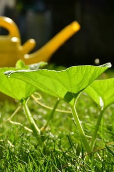 Hokkaido, plant with watering can in a garden