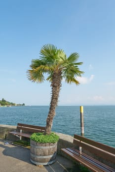 Palm tree on the sunny harbor pier in Meersburg on Lake Constance, Bodensee in Germany