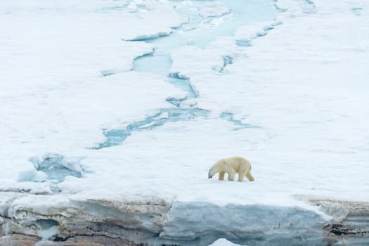 Polar Bear Wandering Across a Glacier on Besselsbreen in the Svalbard Islands