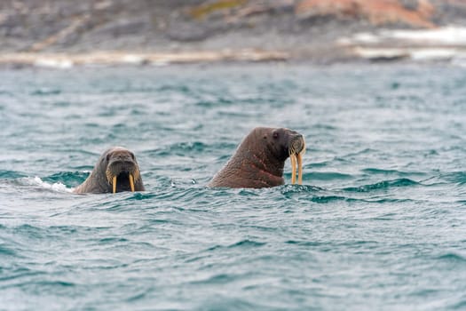 A Pair of Walrus Swimming in the Arctic Ocean near Besselsbreen in the Svalbard Ialnds