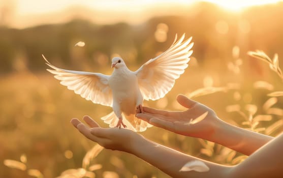In a serene natural setting, hands gently release a white dove into the air, symbolizing peace, freedom, and the beauty of release. The moment is captured against a soft, golden sunset