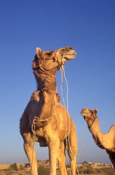 two Camel in the Town of Jaisalmer in the Province of Rajasthan in India.  India, Jaisalmer, January, 1998