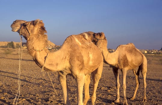 two Camel in the Town of Jaisalmer in the Province of Rajasthan in India.  India, Jaisalmer, January, 1998