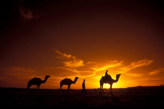 a Farmer with his Camel at a sunset in the Thar Desert near the Town of Jaisalmer in the Province of Rajasthan in India.  India, Jaisalmer, January, 1998