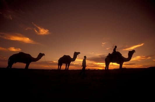 a Farmer with his Camel at a sunset in the Thar Desert near the Town of Jaisalmer in the Province of Rajasthan in India.  India, Jaisalmer, January, 1998