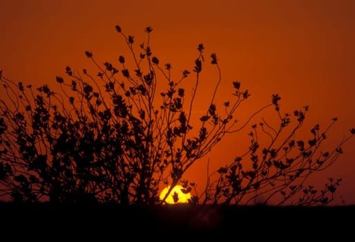 a sunset in the Thar Desert near the Town of Jaisalmer in the Province of Rajasthan in India.  India, Jaisalmer, January, 1998