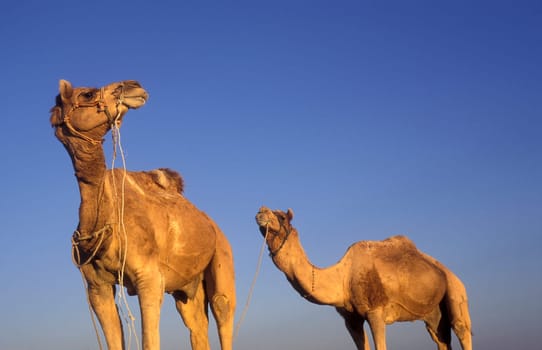 two Camel in the Town of Jaisalmer in the Province of Rajasthan in India.  India, Jaisalmer, January, 1998
