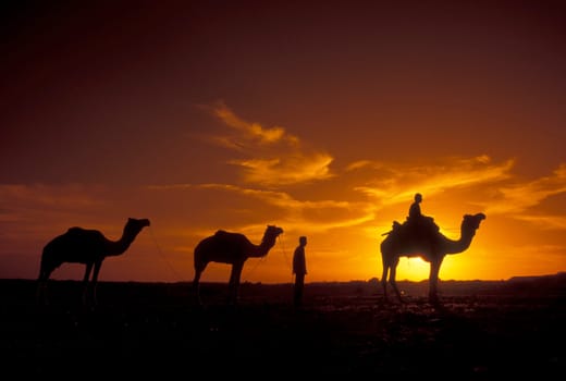 a Farmer with his Camel at a sunset in the Thar Desert near the Town of Jaisalmer in the Province of Rajasthan in India.  India, Jaisalmer, January, 1998
