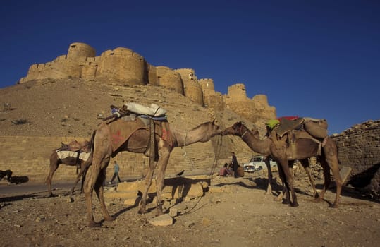 two Camel in front of the Jaisalmer Fort in the old Town of Jaisalmer in the Province of Rajasthan in India.  India, Jaisalmer, January, 1998