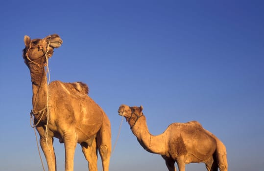 two Camel in the Town of Jaisalmer in the Province of Rajasthan in India.  India, Jaisalmer, January, 1998