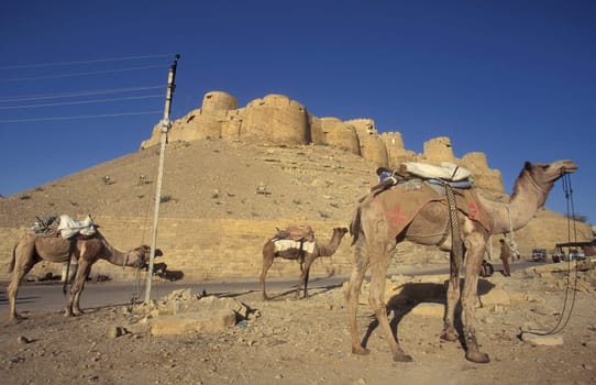 camel in front of the Jaisalmer Fort in the old Town of Jaisalmer in the Province of Rajasthan in India.  India, Jaisalmer, January, 1998