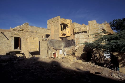 a Holy Cow in front of a House in the city of Jaisalmer in the Province of Rajasthan in India.  India, Jaisalmer, January, 1998