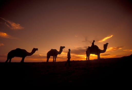 a Farmer with his Camel at a sunset in the Thar Desert near the Town of Jaisalmer in the Province of Rajasthan in India.  India, Jaisalmer, January, 1998