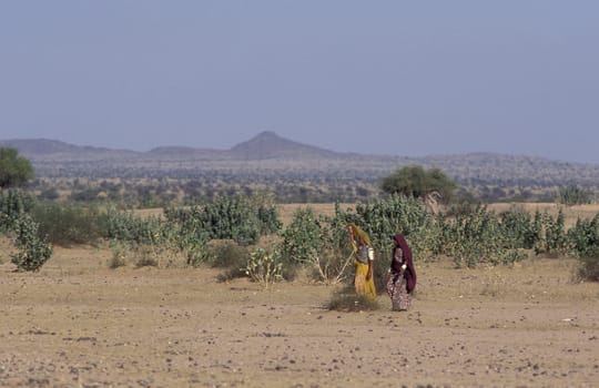 two Rajasthani women walking in the Desert Thar near the Town of Jaisalmer in the Province of Rajasthan in India.  India, Jaisalmer, January, 1998