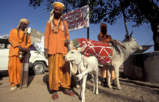 a street sadhu with a five legged Cow in the Town of Jaisalmer in the Province of Rajasthan in India.  India, Jaisalmer, January, 1998