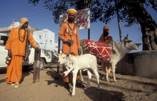 a street sadhu with a five legged Cow in the Town of Jaisalmer in the Province of Rajasthan in India.  India, Jaisalmer, January, 1998