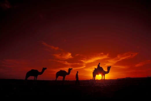 a Farmer with his Camel at a sunset in the Thar Desert near the Town of Jaisalmer in the Province of Rajasthan in India.  India, Jaisalmer, January, 1998