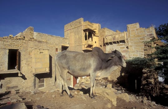 a Holy Cow in front of a House in the city of Jaisalmer in the Province of Rajasthan in India.  India, Jaisalmer, January, 1998