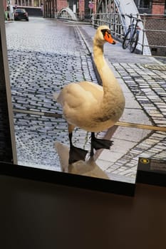 The exhibition,opening of the Embassy of Wildlife in Hafencity,Hamburg,30.08.2024