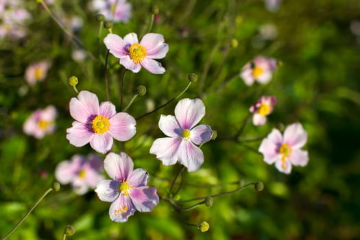 Anemone hupehensis. Commonly known as the Chinese anemone or Japanese anemone, thimbleweed, or windflower