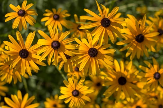 Flowers - Rudbeckia fulgida or Goldsturm in full bloom in the garden.