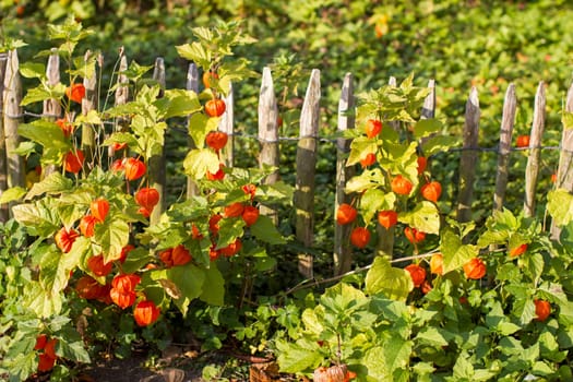 orange flowers on fence in the garden - rustic garden
