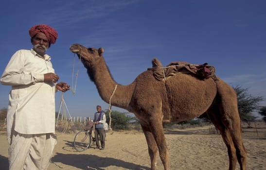 a camel herder at the Bikaner Camel Festival in the Town of Bikaner in the Province of Rajasthan in India.  India, Bikaner, January, 1998