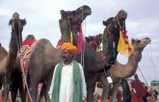 a camel herder in traditional Rajasthani dress at the Bikaner Camel Festival in the Town of Bikaner in the Province of Rajasthan in India.  India, Bikaner, January, 1998